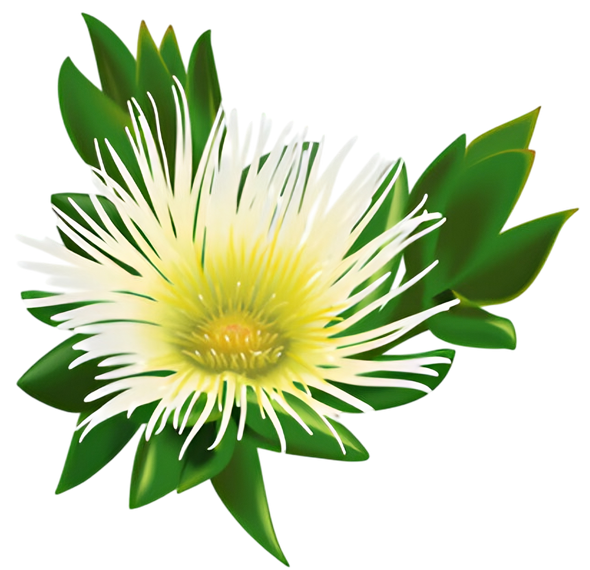 Kanna, Sceletium tortuosum, in bloom