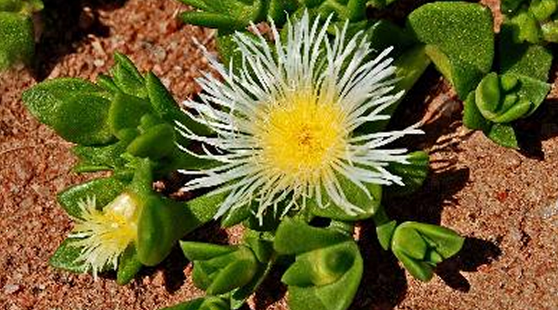 Pure Sceletium tortuosum extract