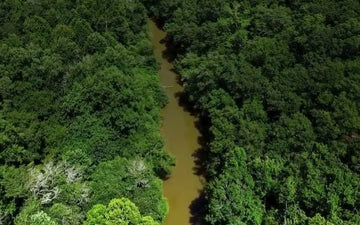 Aerial view of the Amazon river winding through the rainforest