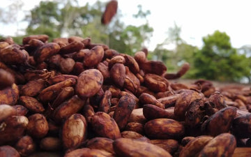 Cacao beans close up
