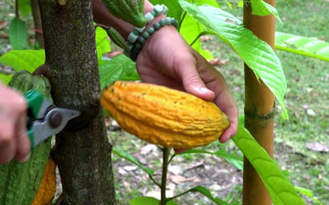 Cutting a ripe cacao pod from the tree