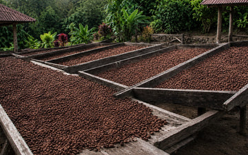 Cacao beans drying on wooden beds at the farm
