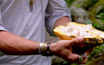 Hands holding freshly opened cacao pods