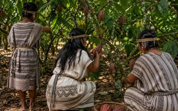 Harvesting cacao pods in traditional dress